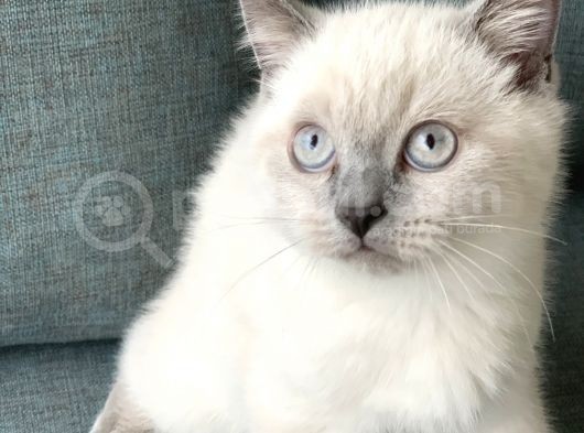 British Shorthair Blue Point Yavru Kedi görsel