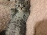 British Shorthair Bluetabby