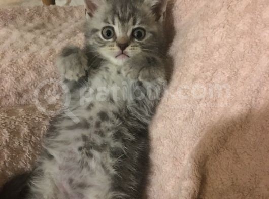 British Shorthair Bluetabby görsel