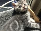 British Shorthair Bluetabby