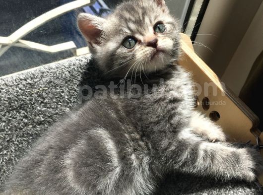 British Shorthair Bluetabby görsel