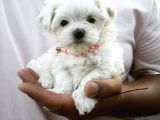 Maltese Mini Boy Yavrular