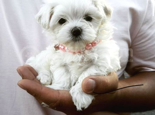 Maltese Mini Boy Yavrular görsel