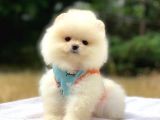 Pomeranian Boo Teddy Face Dişi Yavrumuz