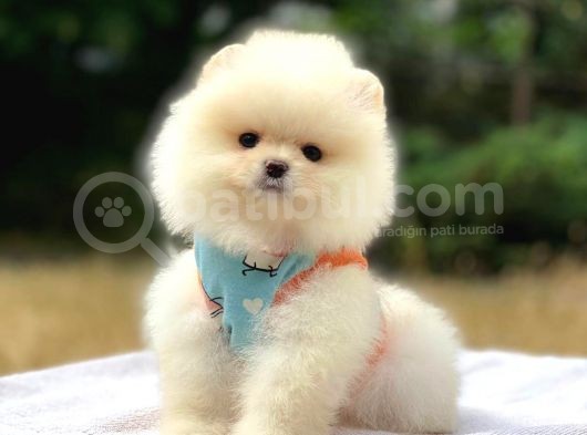 Pomeranian Boo Teddy Face Dişi Yavrumuz görsel