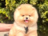 Safkan Pomeranian Boo Yavrular