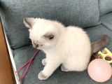British Shorthair Blue Point Yavru Kedi