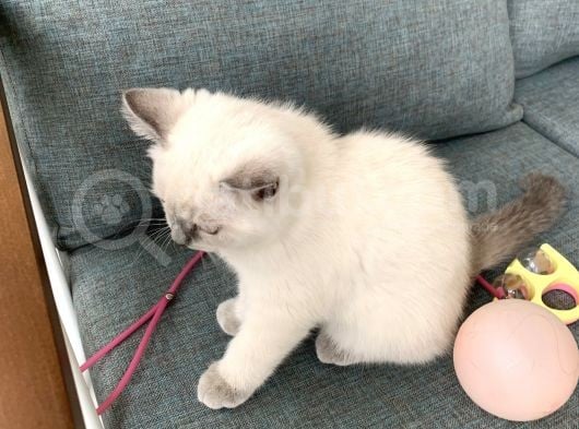 British Shorthair Blue Point Yavru Kedi görsel