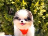 Safkan Pomeranian Boo Yavrular