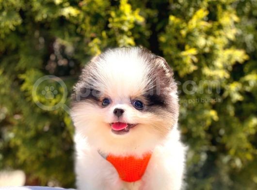 Safkan Pomeranian Boo Yavrular görsel