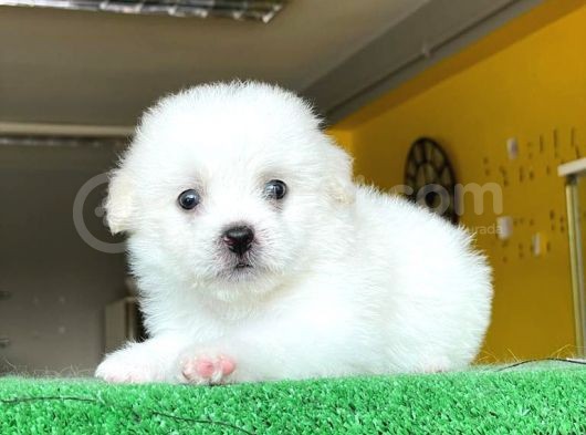 Sevi̇mli̇ Maltese Terri̇er