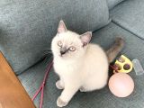 British Shorthair Blue Point Yavru Kedi