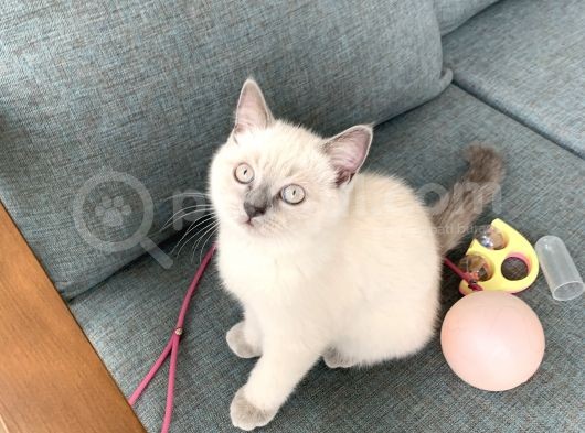 British Shorthair Blue Point Yavru Kedi görsel