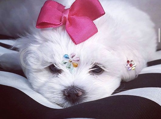 Maltese Mini Boy Yavrular görsel