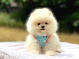 Pomeranian Boo Teddy Face Dişi Yavrumuz