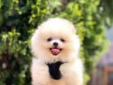 Safkan Pomeranian Boo Yavrular