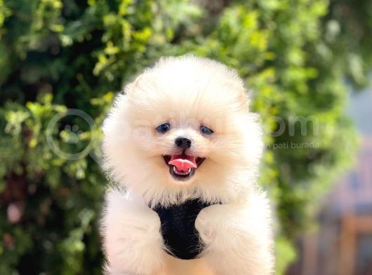 Safkan Pomeranian Boo Yavrular görsel