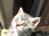 British Shorthair Bluetabby