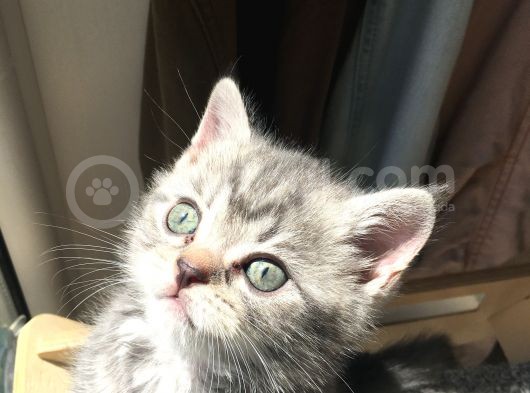 British Shorthair Bluetabby
