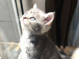 British Shorthair Bluetabby