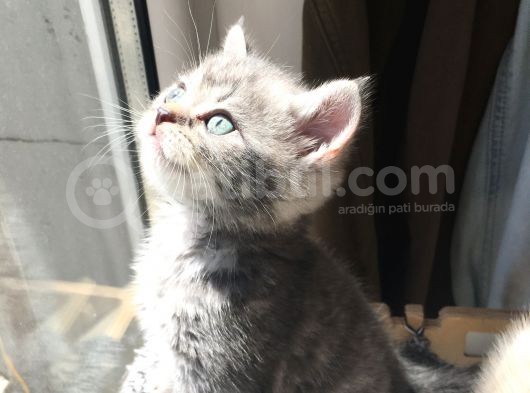 British Shorthair Bluetabby görsel