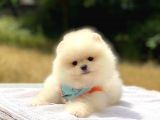 Pomeranian Boo Teddy Face Dişi Yavrumuz
