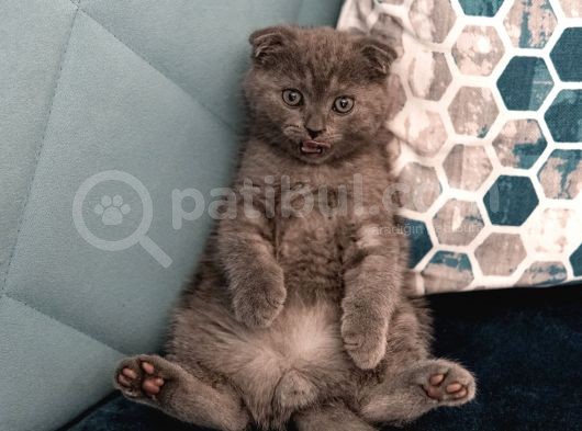 Mi̇ni̇k Aslan Duman Scotti̇sh Fold görsel