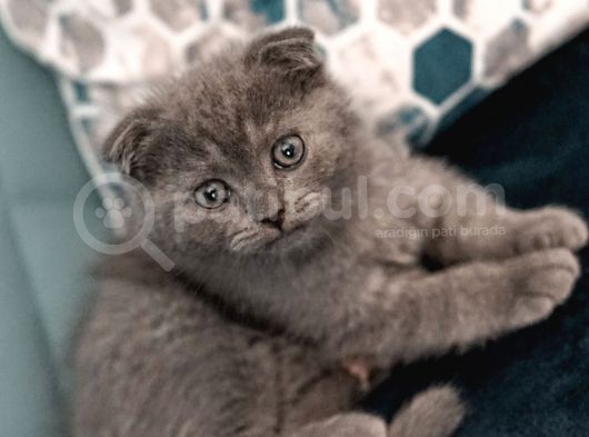 Mi̇ni̇k Aslan Duman Scotti̇sh Fold görsel