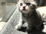 British Shorthair Bluetabby