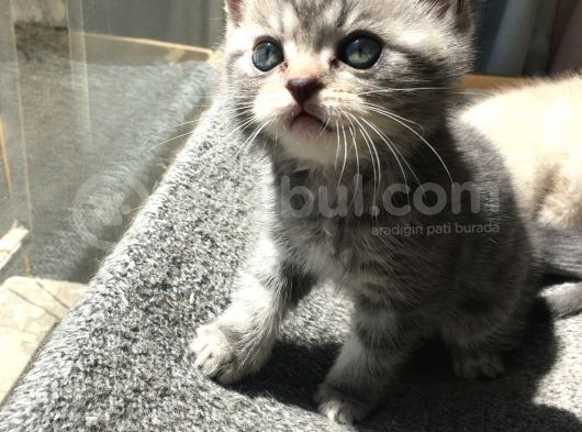 British Shorthair Bluetabby görsel
