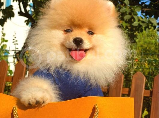 Show Kalite Pomeranian Boo Yavrular görsel