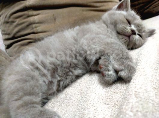 British Shorthair görsel