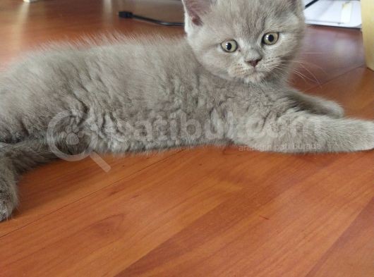 British Shorthair görsel