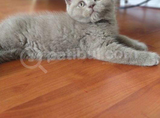 British Shorthair