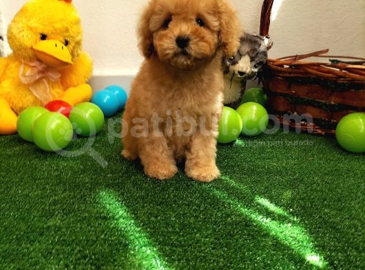 Çocuklarla Uyumlu  Toy Poodle Yavrularimiz görsel