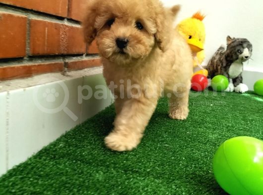 Çocuklarla Uyumlu  Toy Poodle Yavrularimiz görsel