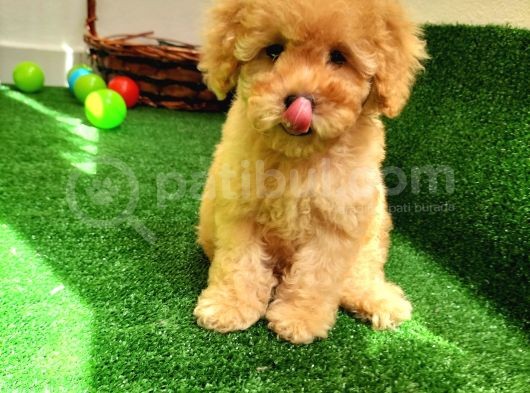 Çocuklarla Uyumlu  Toy Poodle Yavrularimiz