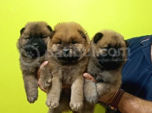 Chow Chow Yavrularimiz görsel