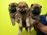Chow Chow Yavrularimiz