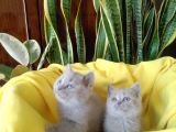 British Shorthair Yavruları