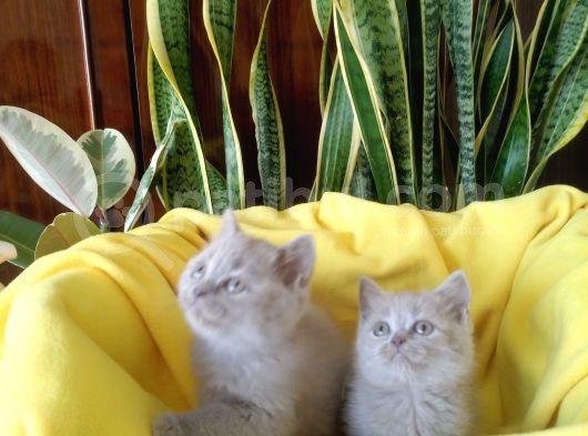 British Shorthair Yavruları