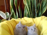British Shorthair Yavruları