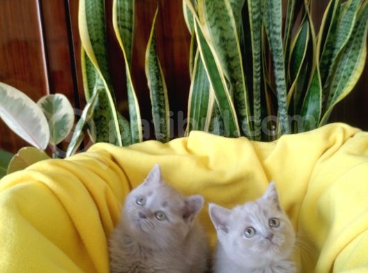 British Shorthair Yavruları görsel