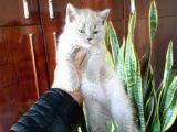 British Shorthair Yavruları