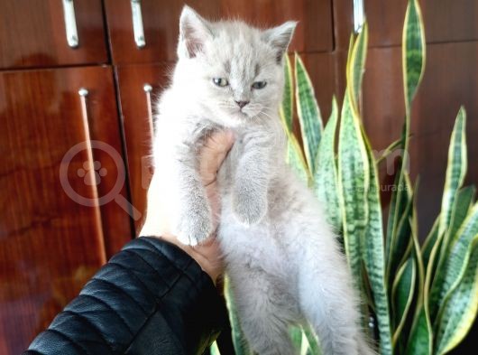 British Shorthair Yavruları görsel