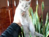 British Shorthair Yavruları