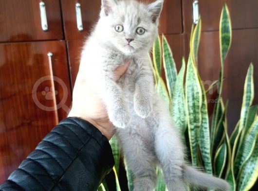 British Shorthair Yavruları görsel