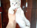 British Shorthair Yavruları