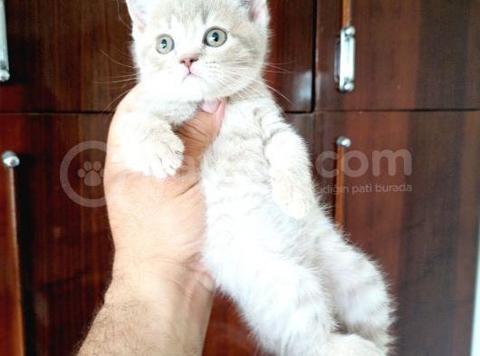 British Shorthair Yavruları görsel