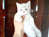 British Shorthair Yavruları